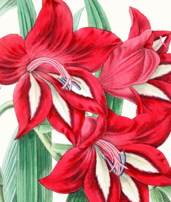 【NO.210】赤色のグラジオラス花フラワーアートポスター☆植物ボタニカルイラスト☆ヴィンテージレトロナチュラルインテア 4枚目の画像