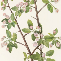 【NO.219】リンゴの木の花フラワーアートポスター☆植物ボタニカルヴィンテージナチュラル☆A5A4A3A2A1B5B4 2枚目の画像
