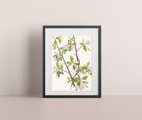 【NO.219】リンゴの木の花フラワーアートポスター☆植物ボタニカルヴィンテージナチュラル☆A5A4A3A2A1B5B4 4枚目の画像