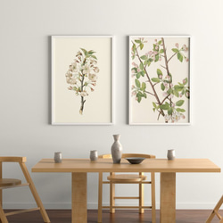 【NO.219】リンゴの木の花フラワーアートポスター☆植物ボタニカルヴィンテージナチュラル☆A5A4A3A2A1B5B4 5枚目の画像