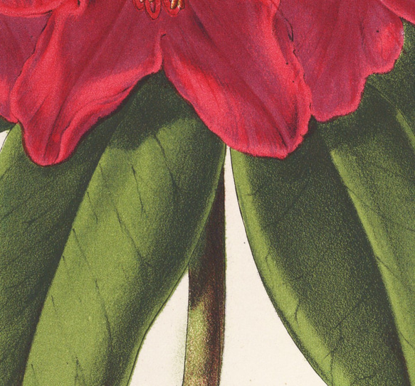 【NO.227】深紅のシャクナゲの花ラワーイラストアートポスター☆赤色植物ボタニカルチュラルインテリア★A4A3A2A1 5枚目の画像