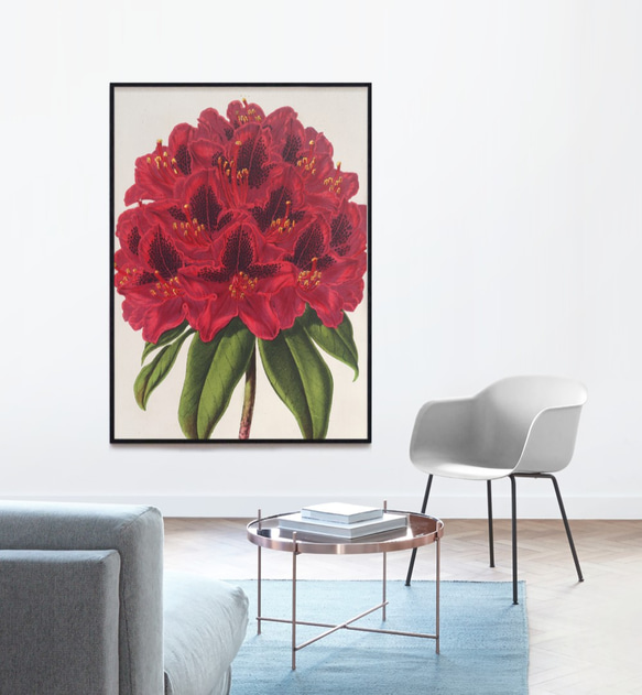 【NO.227】深紅のシャクナゲの花ラワーイラストアートポスター☆赤色植物ボタニカルチュラルインテリア★A4A3A2A1 8枚目の画像