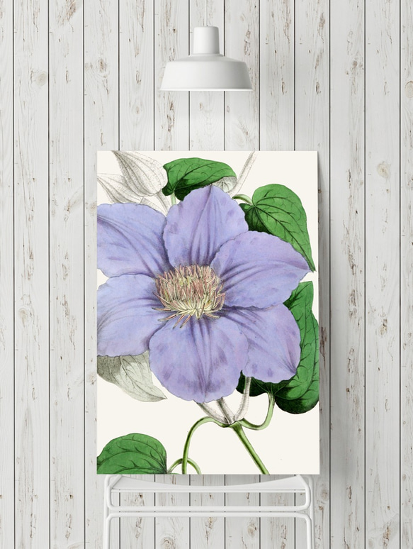 NO.229】水色クレマチスの花フラワーアートポスター☆植物