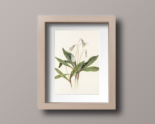 柔らかな雰囲気のボタニカルアート　植物画　ポスター　検）モモナチュラル ボタニカルアート カラー 植物画 絵画 Zinnia 通販 12466584