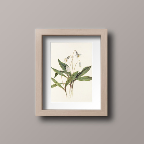 イタリア 大判 額装 アート ポスター 54×100cm フラワー 花 大型