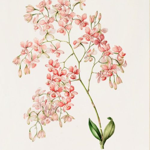 花柄 ピンク ボタニカル フラワーアート 花図鑑 花絵　花柄 花柄 ピンク ボタニカル フラワーアート 花図鑑 花絵 花柄