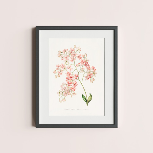 花柄 ピンク ボタニカル フラワーアート 花図鑑 花絵　花柄 0_428bafbf2abe5ea5cb694137d756