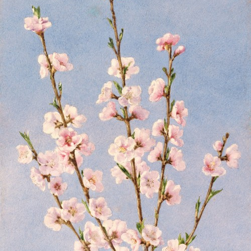 NO.240】桃の花フラワーイラストアートポスター☆絵画植物ボタニカル