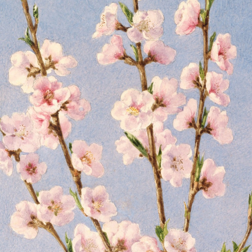 NO.240】桃の花フラワーイラストアートポスター☆絵画植物ボタニカル