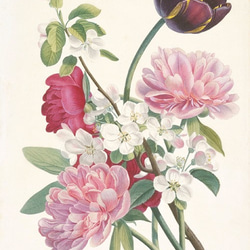 【NO.243】チューリップ芍薬林檎の花の花束ブーケフラワーアートポスター☆母の日植物ナチュラル雑貨★A3A2A1B2L 3枚目の画像