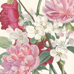 【NO.243】チューリップ芍薬林檎の花の花束ブーケフラワーアートポスター☆母の日植物ナチュラル雑貨★A3A2A1B2L 4枚目の画像