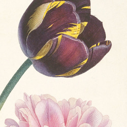 【NO.243】チューリップ芍薬林檎の花の花束ブーケフラワーアートポスター☆母の日植物ナチュラル雑貨★A3A2A1B2L 5枚目の画像