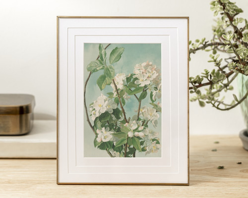 柔らかな雰囲気のボタニカルアート　植物画　ポスター　検）モモナチュラル 植物園 No2 ボタニカルアートポスター | Poster Store JP