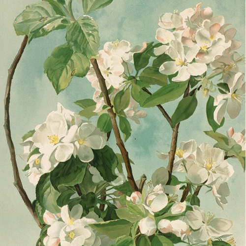 NO.246】リンゴの木の花フラワーアートポスター☆絵画植物