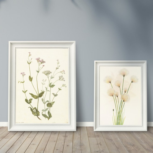 NO.251】シャビーシックな白色のビスカリア小花フラワーアートポスター