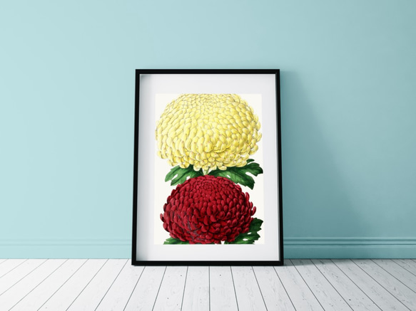 フラワー　絵画 NO.255】赤色と黄色の菊の花フラワーアートポスター☆絵画植物