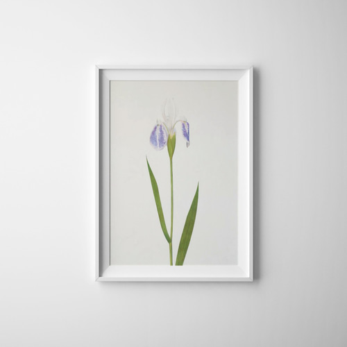 NO.263】白紫のアイリスの花ポスター☆アヤメ菖蒲絵画植物ボタニカル