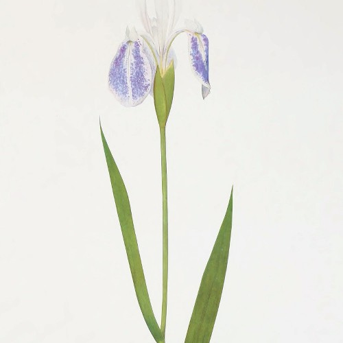 絵画  アートポスター 　静物画  黄菖蒲  アイリス 絵画 アートポスター 静物画 黄菖蒲 アイリス 美術品