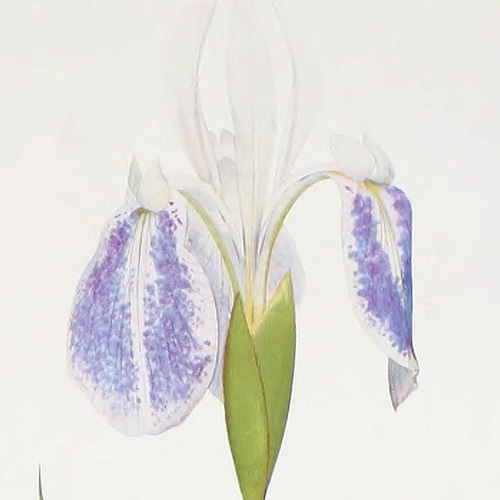 絵画 アイリス パープル 金箔画 SALE‼️