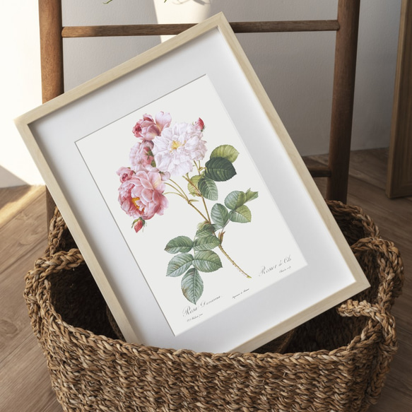 【NO.284】ピンク色の薔薇の花フラワーボタニカルアートポスター☆上品母の日植物アンティーク雑貨A4A3A2A1B2 1枚目の画像