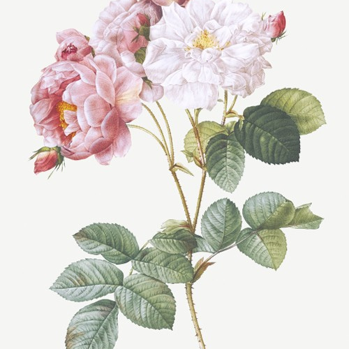 NO.284】ピンク色の薔薇の花フラワーボタニカルアートポスター