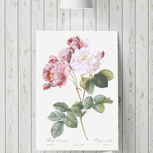花柄 ピンク ボタニカル フラワーアート 花図鑑 花絵 花柄