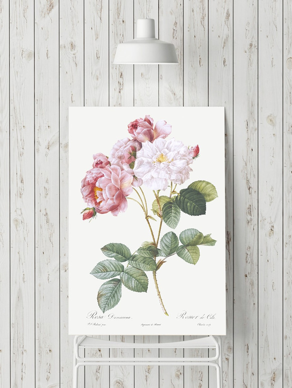 【NO.284】ピンク色の薔薇の花フラワーボタニカルアートポスター☆上品母の日植物アンティーク雑貨A4A3A2A1B2 10枚目の画像