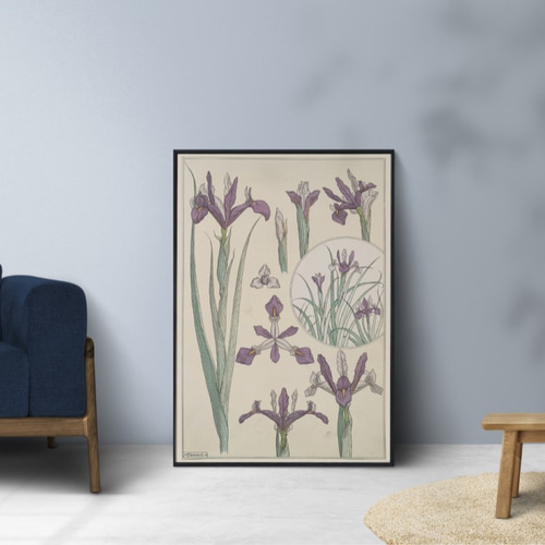 NO.300】紫色のアヤメの花フラワーアートポスター☆絵画植物