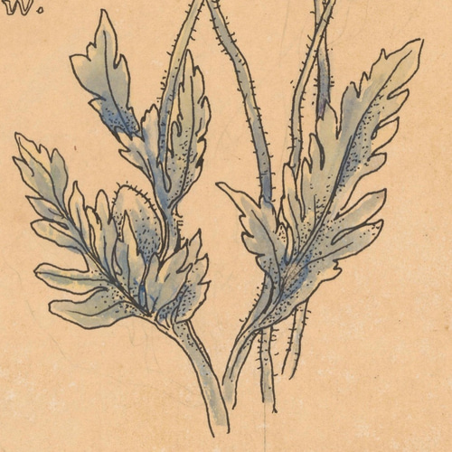 NO.301】赤色のポピーの花フラワーアートポスターノスタルジック