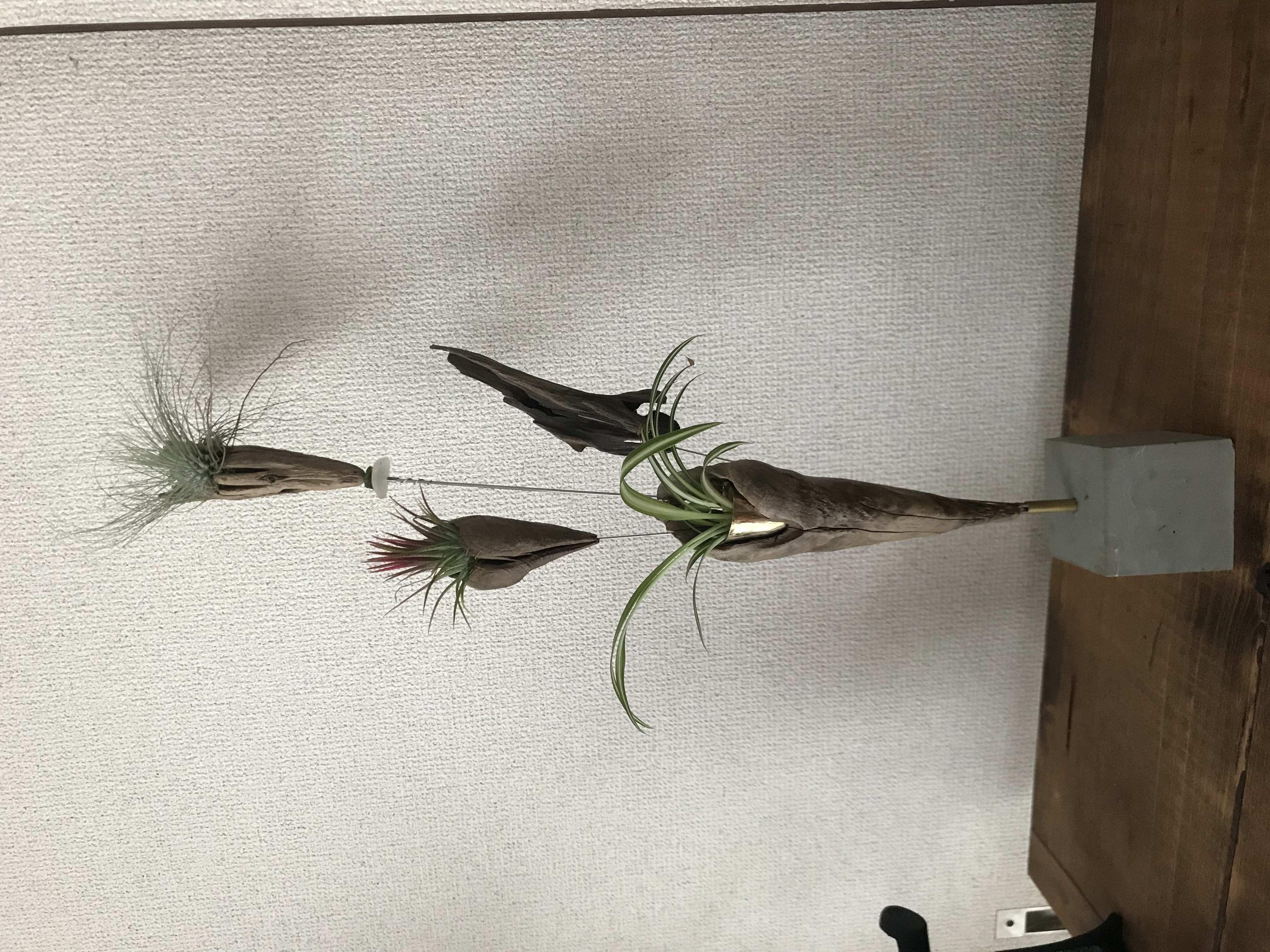 エアープラント、多肉植物ディスプレイ　スタンド