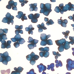 みのりの森の押し花の世界 浅葱群青と群青、そして藤紫の紫陽花の押し花50枚 1枚目の画像