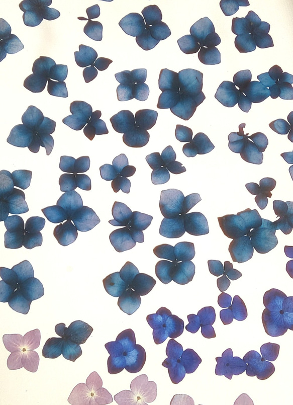 みのりの森の押し花の世界 浅葱群青と群青、そして藤紫の紫陽花の押し花50枚 1枚目の画像