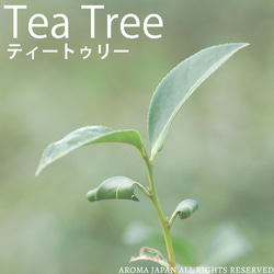 ティートリー精油3ml~ アロマオイル/エッセンシャルオイル/ケモタイプ精油/Tea Tree 2枚目の画像