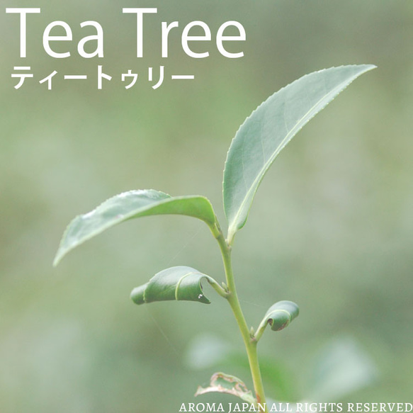 ティートリー精油3ml~ アロマオイル/エッセンシャルオイル/ケモタイプ精油/Tea Tree 2枚目の画像