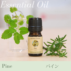 パイン精油3ml~　アロマオイル/エッセンシャルオイル/ケモタイプ精油/Pine/Essential Oil 1枚目の画像