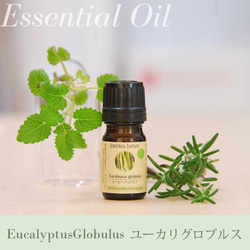 ユーカリグロブルス精油3ml~　アロマオイル/エッセンシャルオイル/ケモタイプ精油/Eucalyptus globulｓ 1枚目の画像