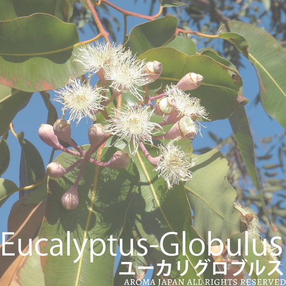 ユーカリグロブルス精油3ml~　アロマオイル/エッセンシャルオイル/ケモタイプ精油/Eucalyptus globulｓ 2枚目の画像