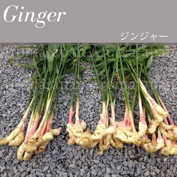 ジンジャー精油3ml~ アロマオイル/エッセンシャルオイル/ケモタイプ精油/Ginger/Essential Oil 2枚目の画像