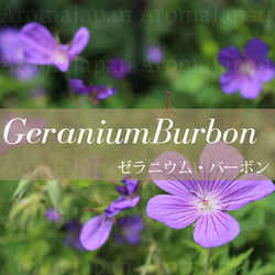 ゼラニウムバーボン(ブルボン)精油3ml~ アロマオイル/エッセンシャルオイル/ケモタイプ精油/Geranium 2枚目の画像