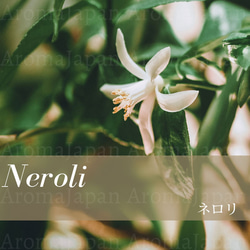 ネロリ精油3ml~ アロマオイル/エッセンシャルオイル/ケモタイプ精油/Neroli/Essential Oil 2枚目の画像