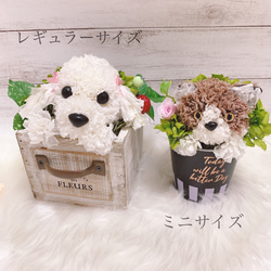 【送料無料】再販♡カーネーションの犬　マルチーズ　シーズー【ミニ】フラワーペット　アニマルフラワー 7枚目の画像