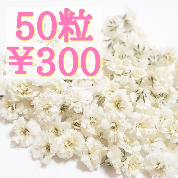 かすみ草ドライフラワー50粒セット(ホワイト) 1枚目の画像