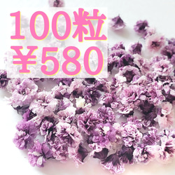 かすみ草ドライフラワー100粒セット(パープル) 1枚目の画像