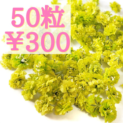 かすみ草ドライフラワー50粒セット(メロン) 1枚目の画像