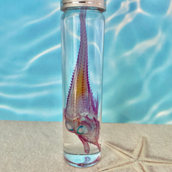 【深海魚】透明標本(キホウボウ全長約105mm) (良品) 1枚目の画像