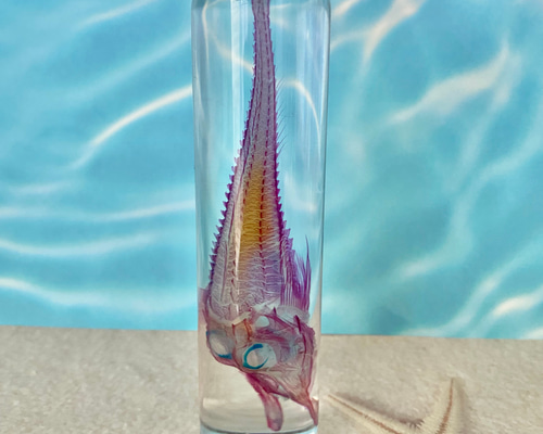 激レア【透明骨格標本】ワヌケフウリュウウオ 70mm 深海魚 管理