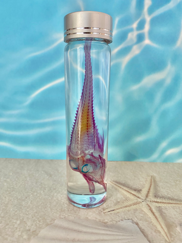 【深海魚】透明標本(キホウボウ全長約105mm) (良品) 1枚目の画像