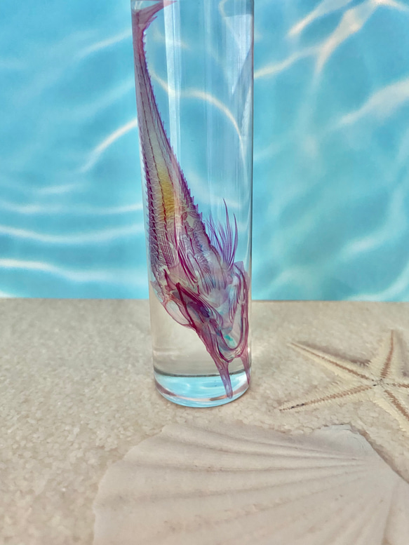 【深海魚】透明標本(キホウボウ全長約105mm) (良品) 2枚目の画像