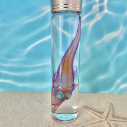 【深海魚】透明標本(キホウボウ全長約105mm) (良品) 3枚目の画像