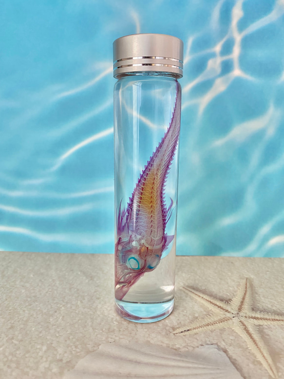 【深海魚】透明標本(キホウボウ全長約105mm) (良品) 3枚目の画像